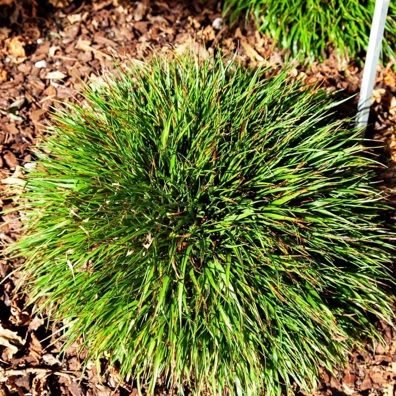 Zwerg-Haar-Marbel 'Igel' (Luzula pilosa)