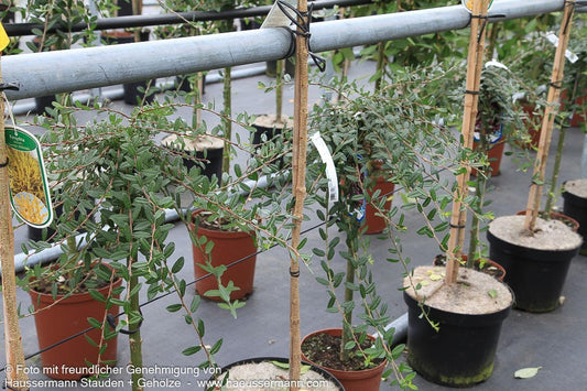 Zwerg-Hänge-Weide 'Iona' (Salix repens)