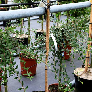 Zwerg-Hänge-Weide 'Iona' (Salix repens)