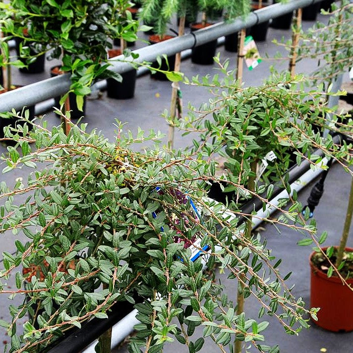 Zwerg-Hänge-Weide 'Iona' (Salix repens)