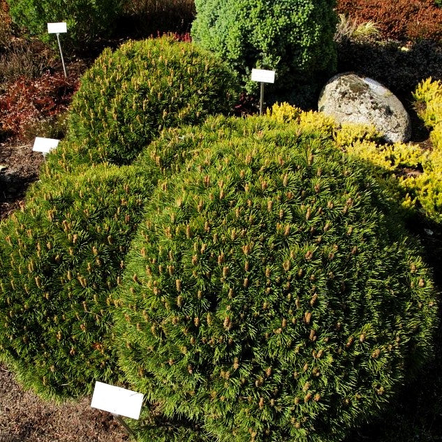 Zwerg-Haken-Kiefer 'Grüne Welle' (Pinus uncinata)