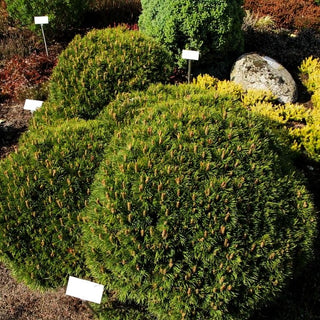 Zwerg-Haken-Kiefer 'Grüne Welle' (Pinus uncinata)