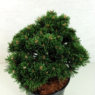 Zwerg-Haken-Kiefer 'Kladska' (Pinus uncinata)