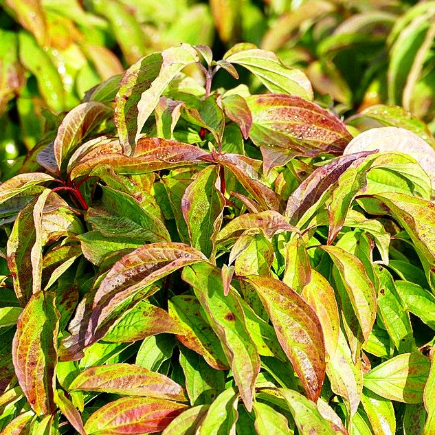 Zwerg-Hartriegel 'Kelsey' (Cornus stolonifera)
