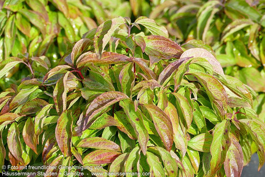 Zwerg-Hartriegel 'Kelsey' (Cornus stolonifera)