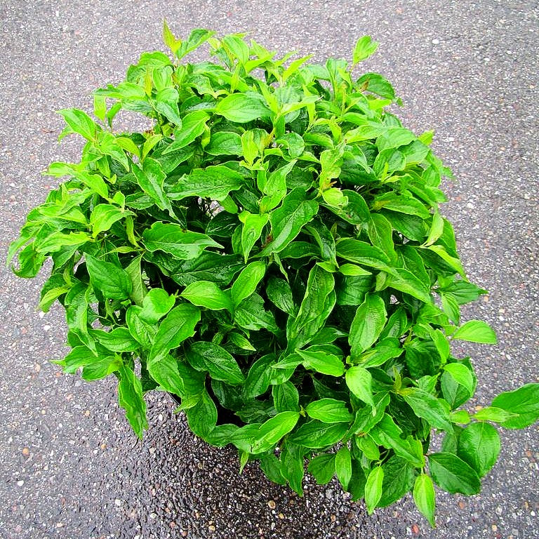 Zwerg-Hartriegel 'Kelsey' (Cornus stolonifera)