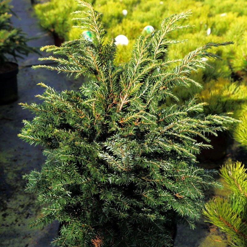 Zwerg-Hemlocktanne 'Brandley' (Tsuga canadensis)
