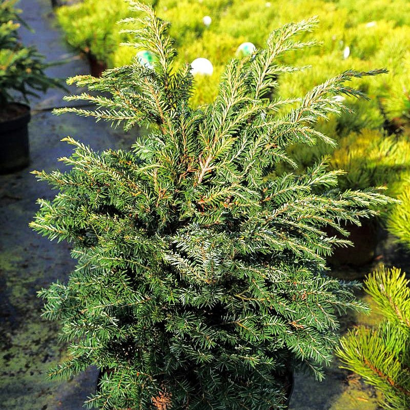 Zwerg-Hemlocktanne 'Brandley' (Tsuga canadensis)