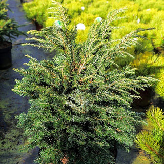 Zwerg-Hemlocktanne 'Brandley' (Tsuga canadensis)