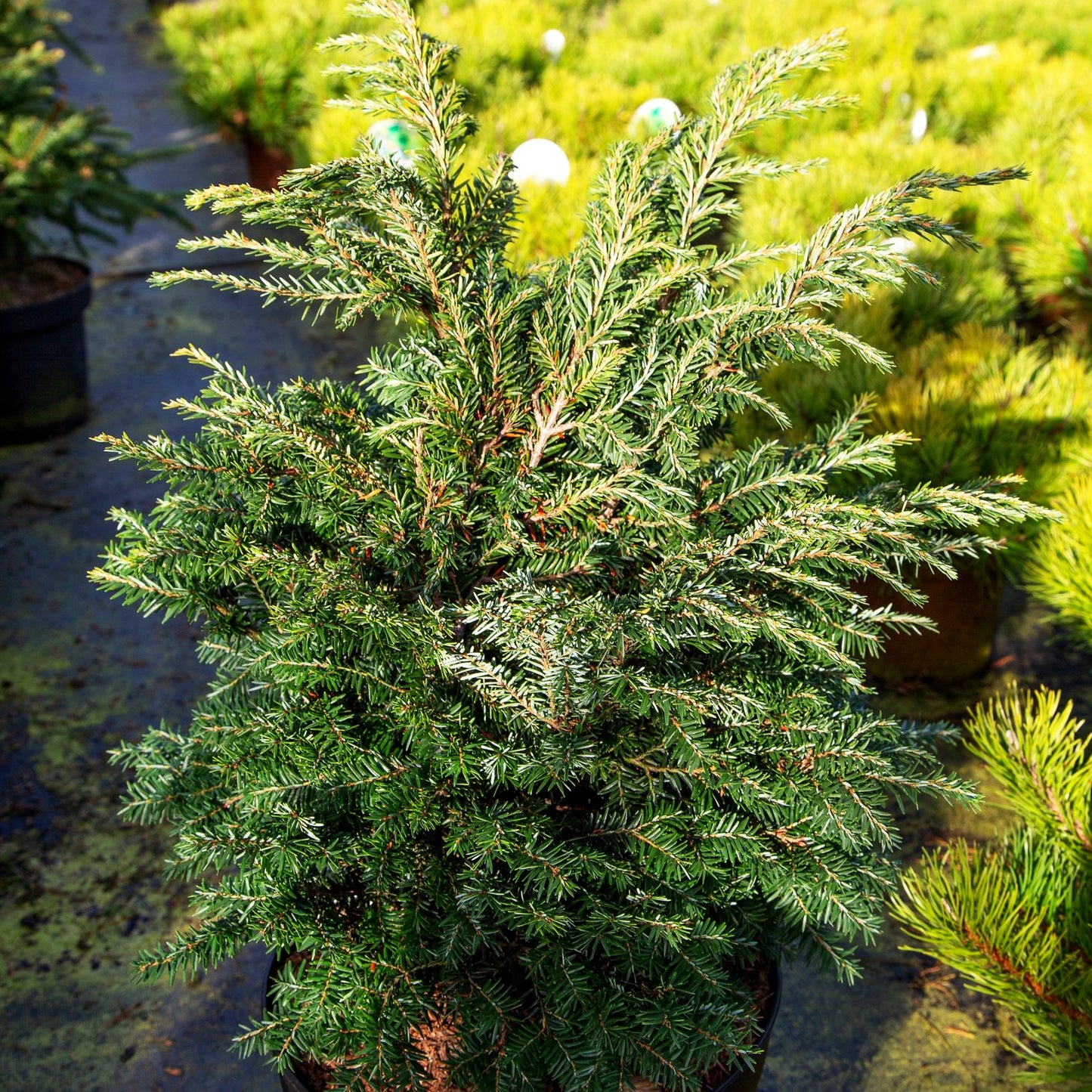 Zwerg-Hemlocktanne 'Brandley' (Tsuga canadensis)