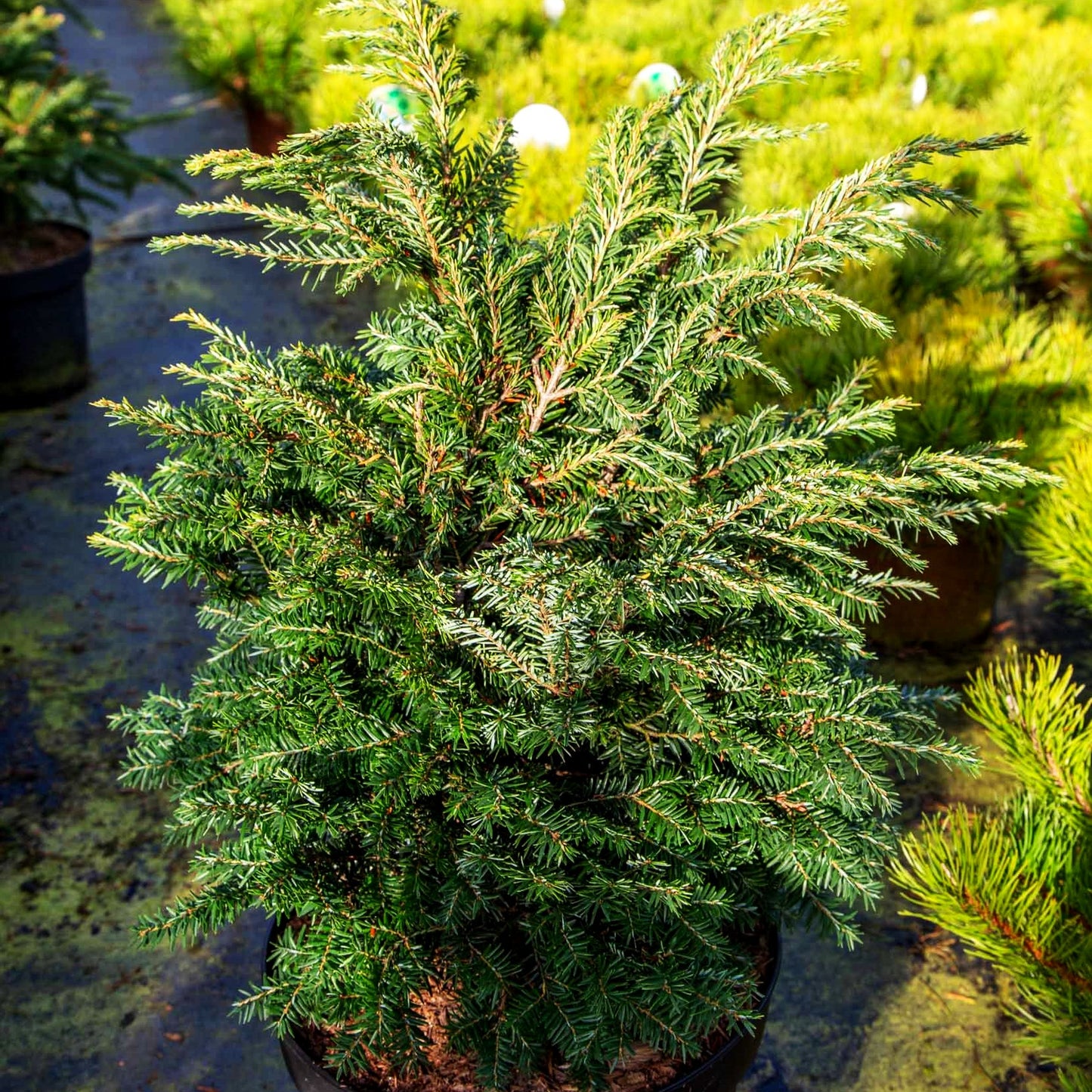 Zwerg-Hemlocktanne 'Brandley' (Tsuga canadensis)