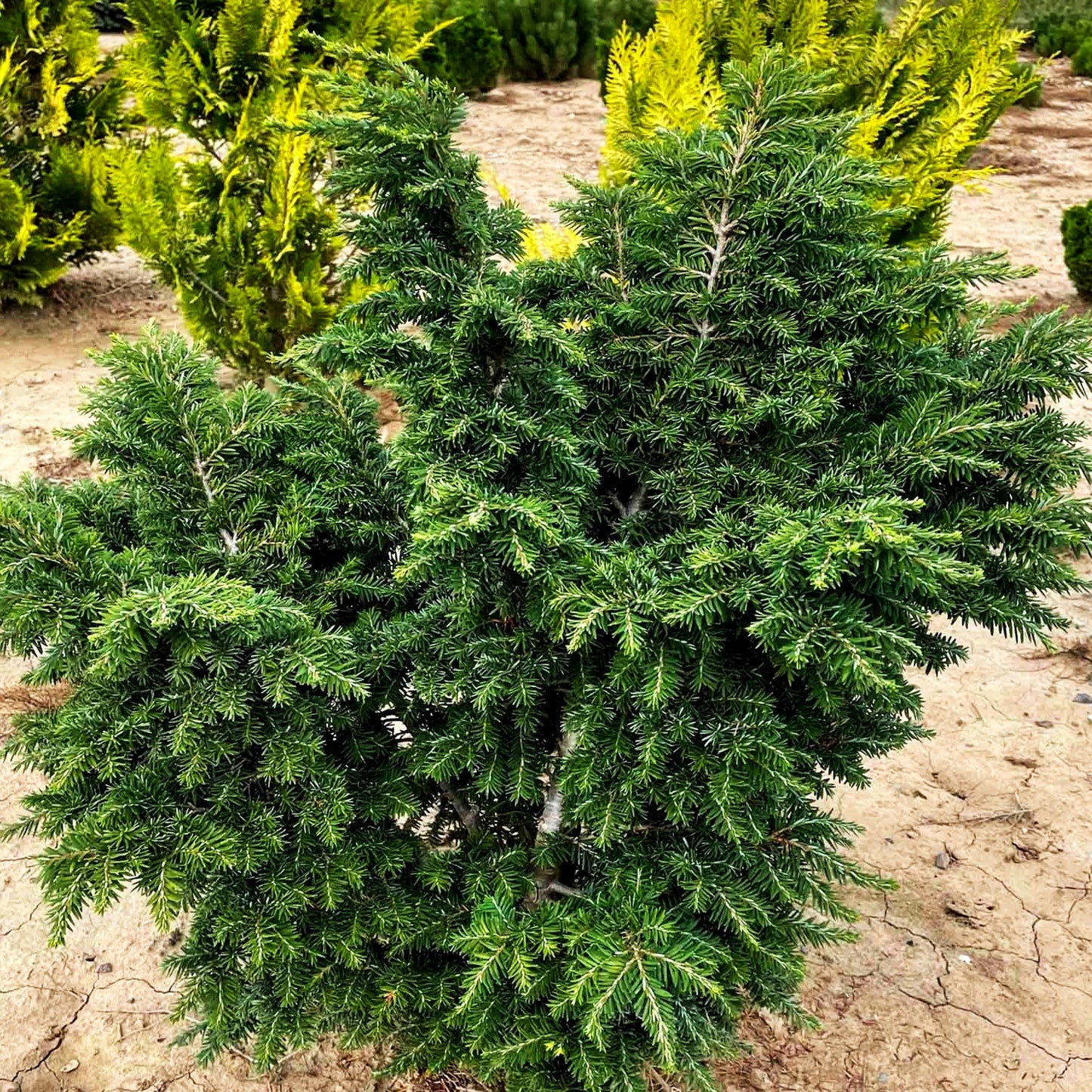 Zwerg-Hemlocktanne 'Brandley' (Tsuga canadensis)