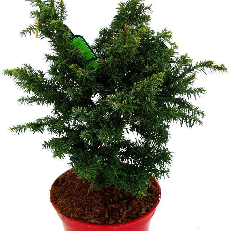 Zwerg-Hemlocktanne 'Greenwood Lake' (Tsuga canadensis)