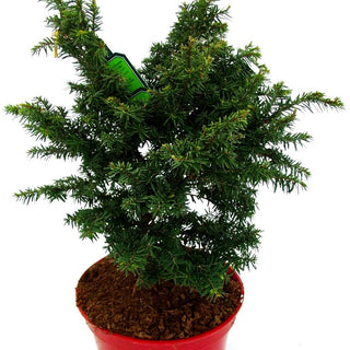 Zwerg-Hemlocktanne 'Greenwood Lake' (Tsuga canadensis)