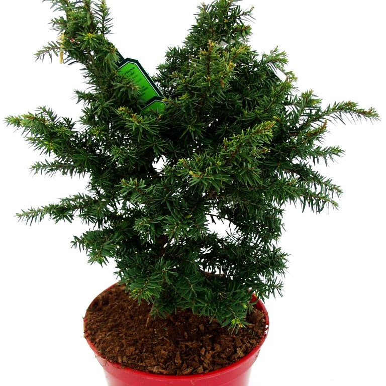 Zwerg-Hemlocktanne 'Greenwood Lake' (Tsuga canadensis)