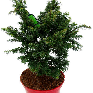 Zwerg-Hemlocktanne 'Greenwood Lake' (Tsuga canadensis)