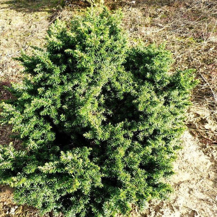 Zwerg-Hemlocktanne 'Greenwood Lake' (Tsuga canadensis)