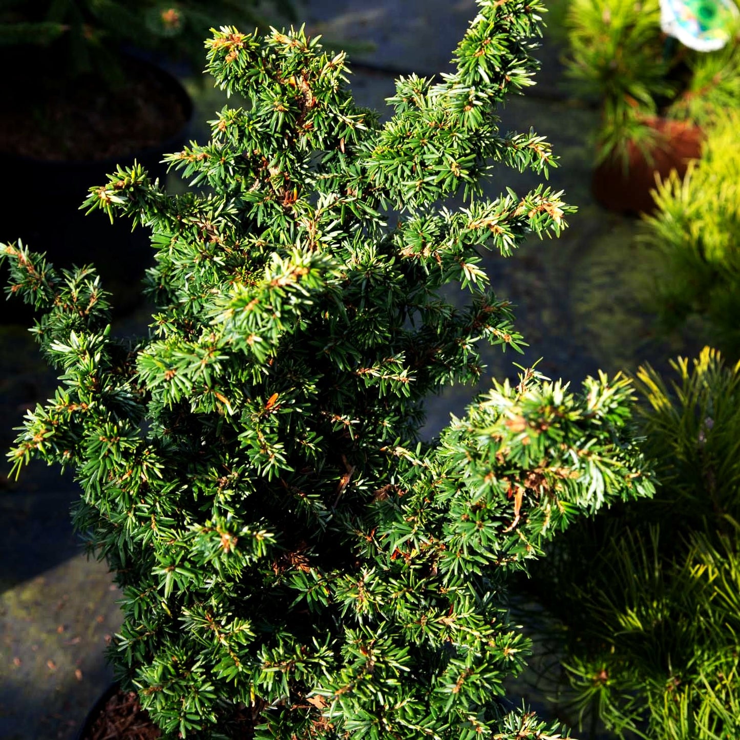 Zwerg-Hemlocktanne 'Jervis' (Tsuga canadensis)
