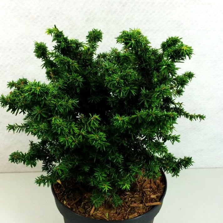 Zwerg-Hemlocktanne 'Jervis' (Tsuga canadensis)