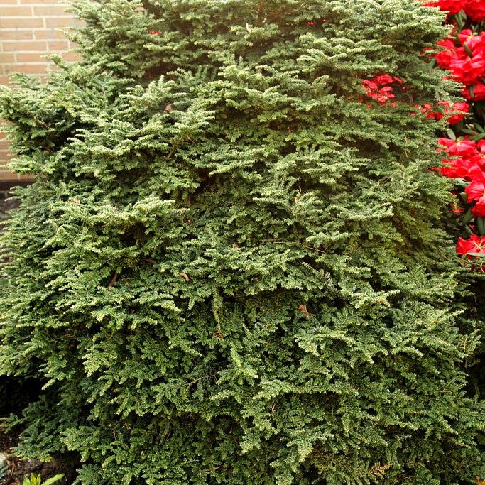 Zwerg-Hemlocktanne 'Verkade Recurved' (Tsuga canadensis)