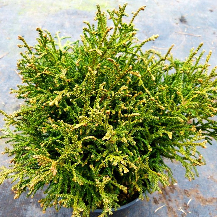 Zwerg-Hibalebensbaum 'Nana' (Thujopsis dolabrata)