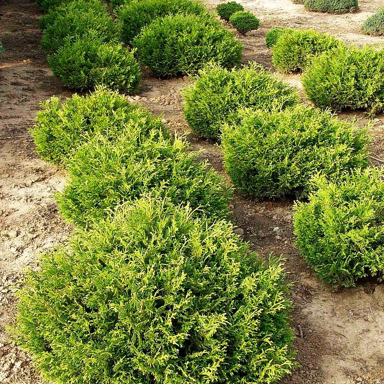 Zwerg-Hibalebensbaum 'Nana' (Thujopsis dolabrata)