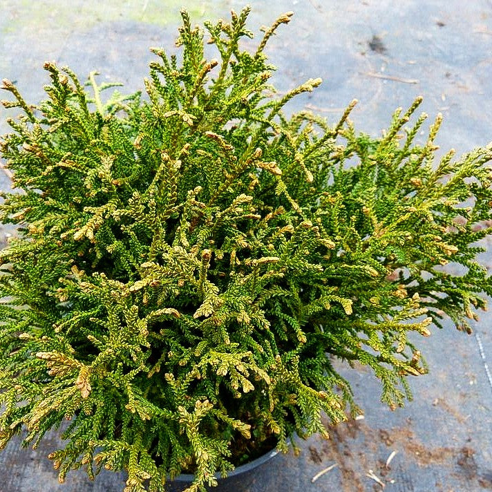 Zwerg-Hibalebensbaum 'Nana' (Thujopsis dolabrata)
