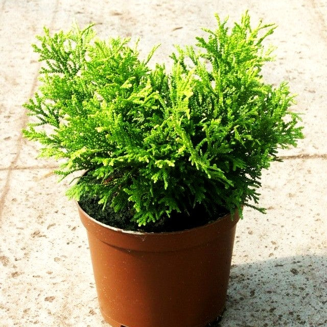 Zwerg-Hibalebensbaum 'Nana' (Thujopsis dolabrata)