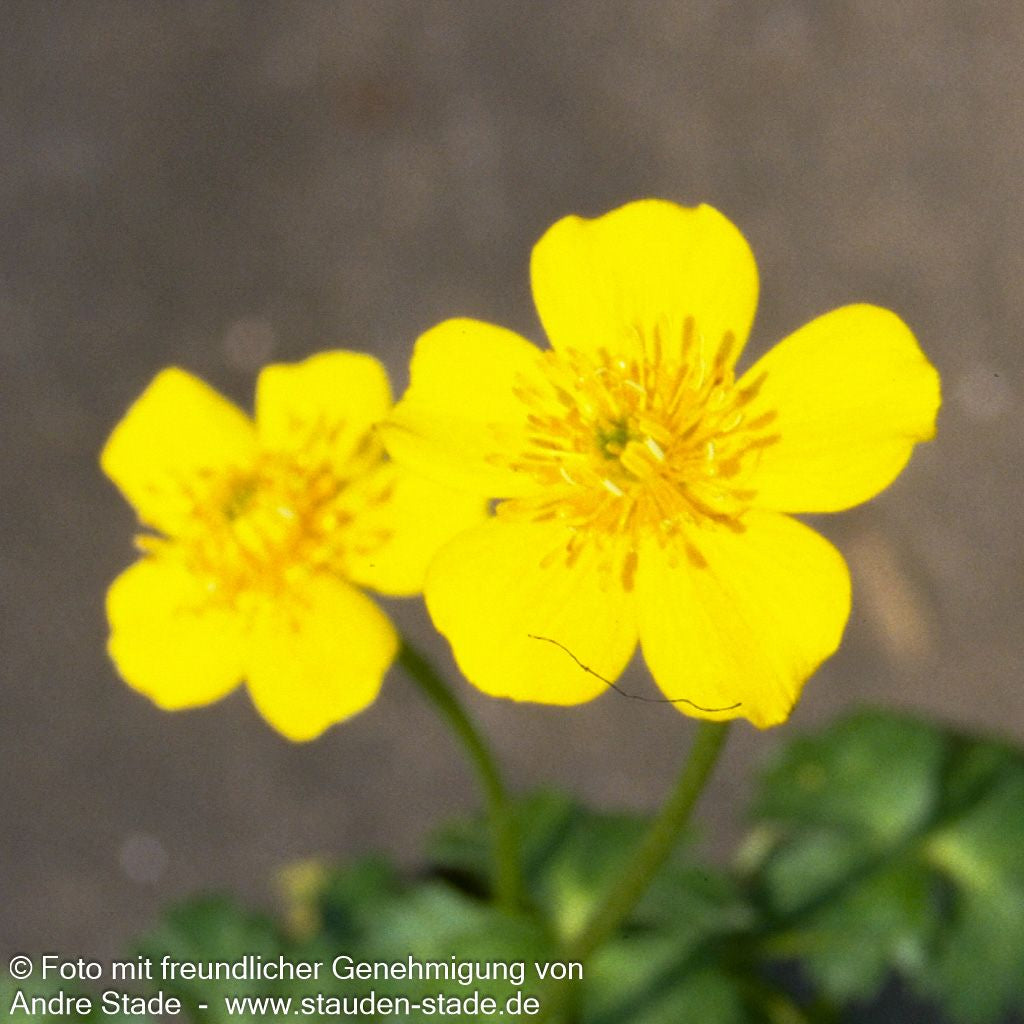 Zwerg-Himalaya-Trollblume (Trollius pumilus)