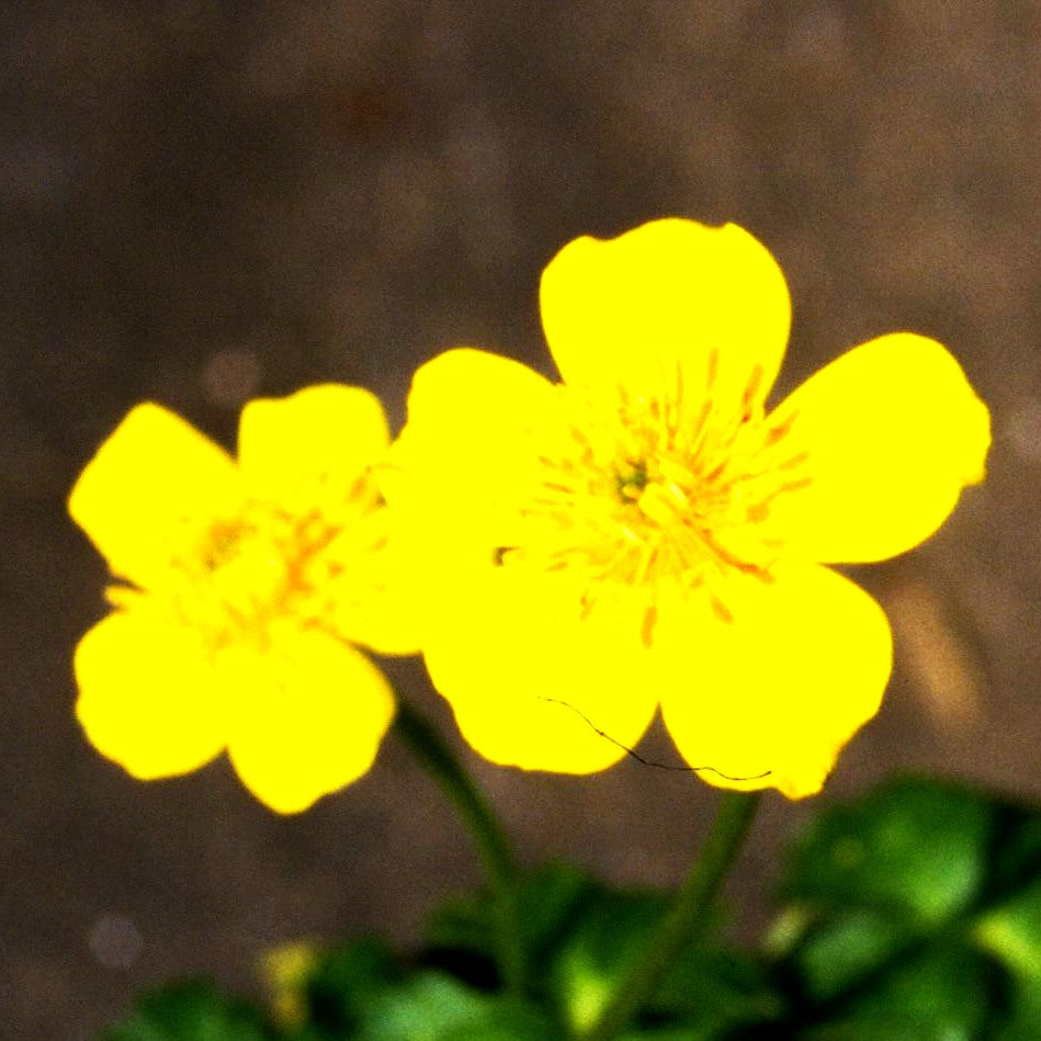 Zwerg-Himalaya-Trollblume (Trollius pumilus)
