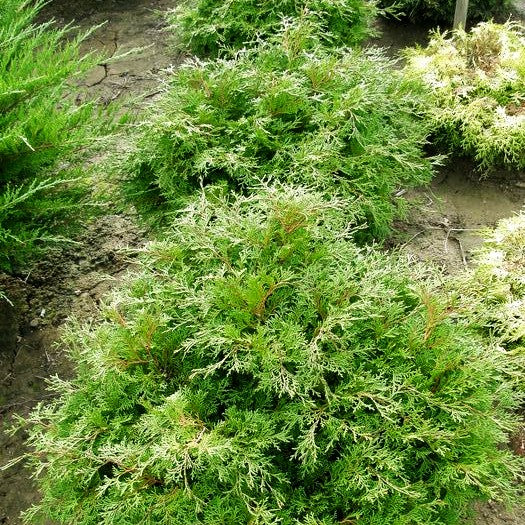 Zwerg-Hinoki-Scheinzypresse 'Pygmaea' (Chamaecyparis obtusa)