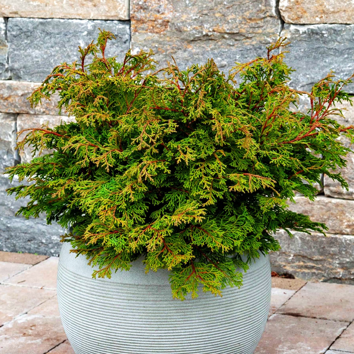 Zwerg-Hinoki-Scheinzypresse 'Pygmaea' (Chamaecyparis obtusa)