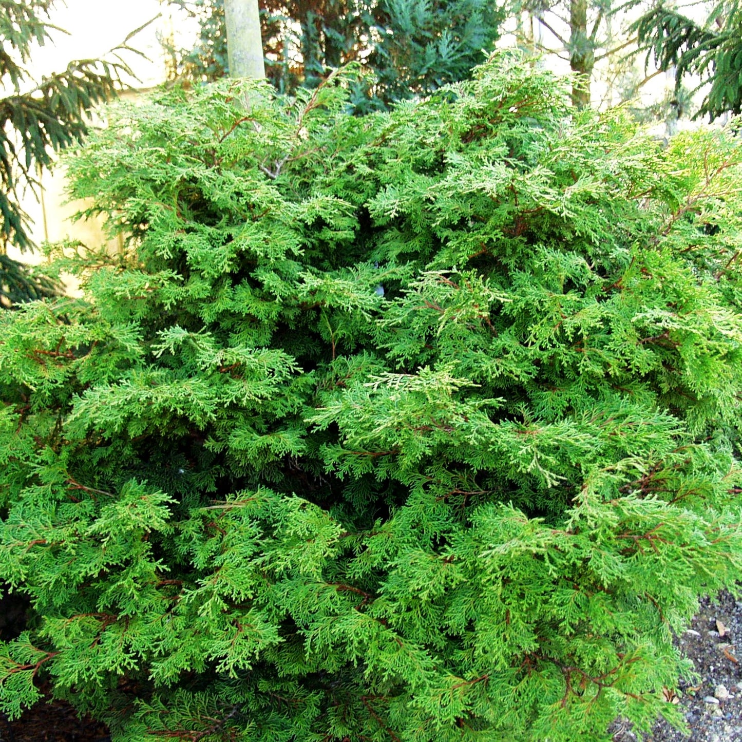 Zwerg-Hinoki-Scheinzypresse 'Pygmaea' (Chamaecyparis obtusa)