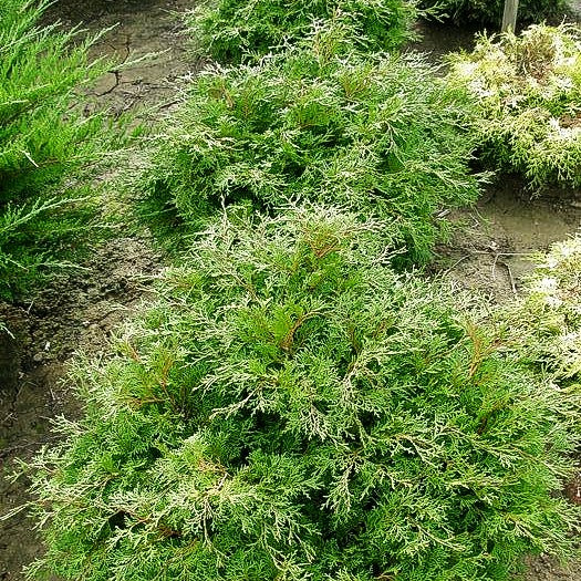 Zwerg-Hinoki-Scheinzypresse 'Pygmaea' (Chamaecyparis obtusa)