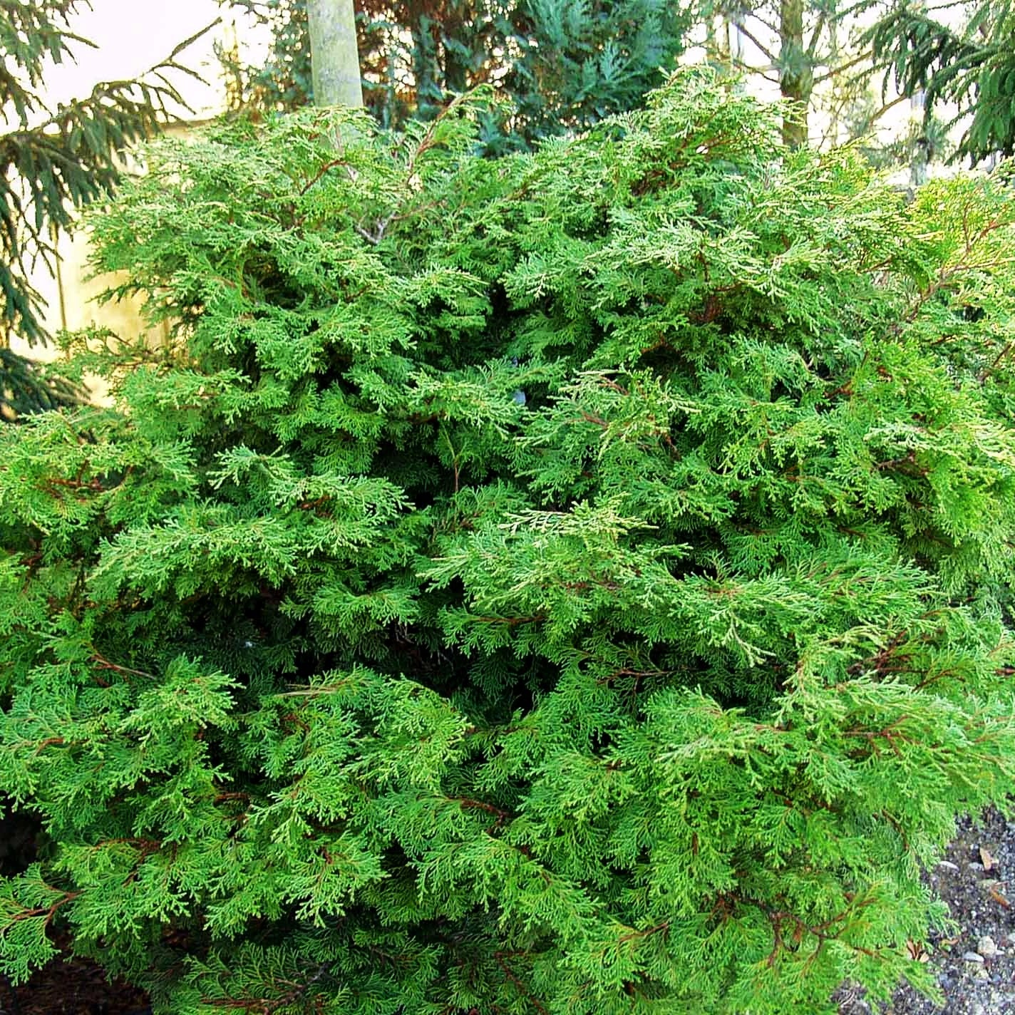Zwerg-Hinoki-Scheinzypresse 'Pygmaea' (Chamaecyparis obtusa)