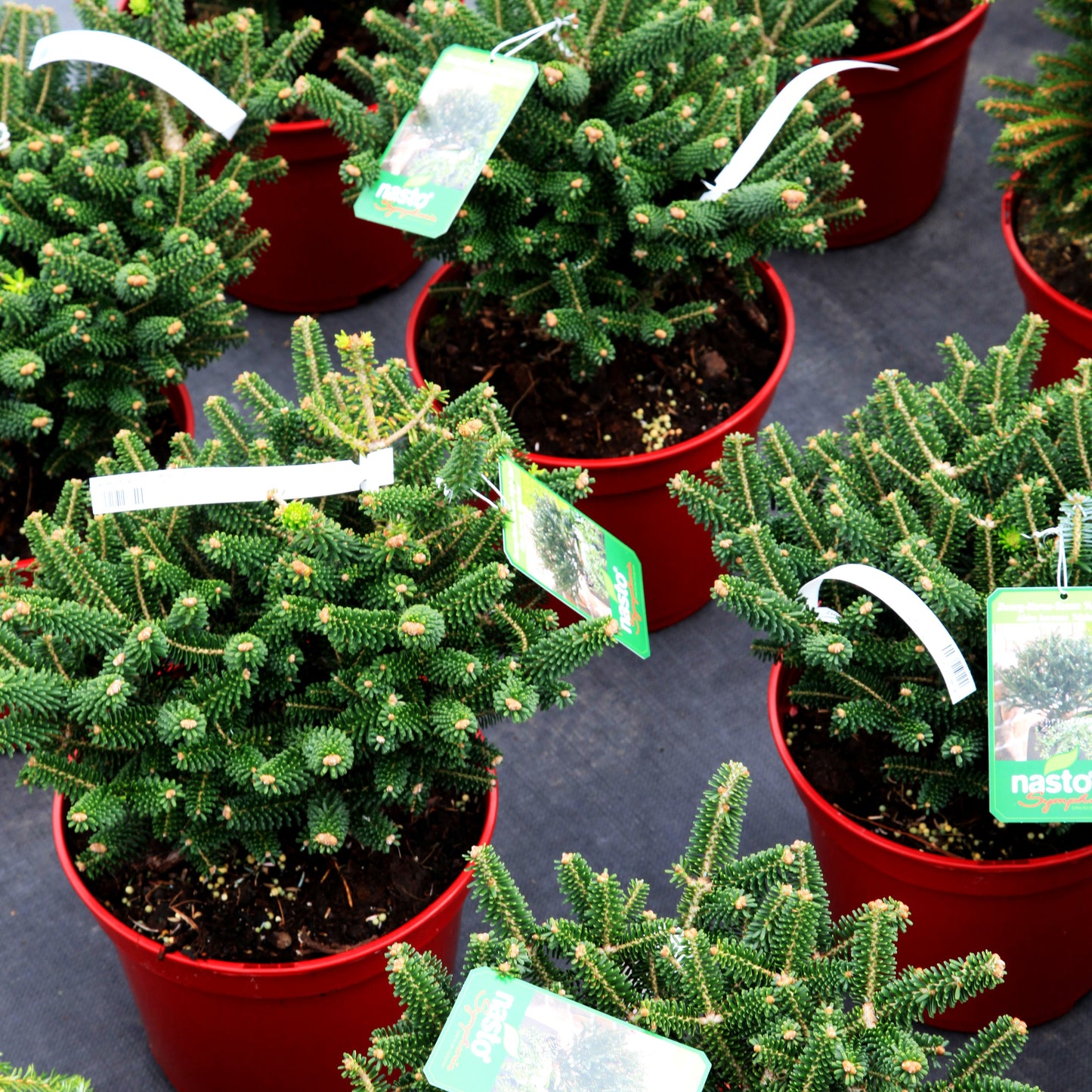 Zwerg-Korea-Tanne 'Alpin Star' (Abies koreana)