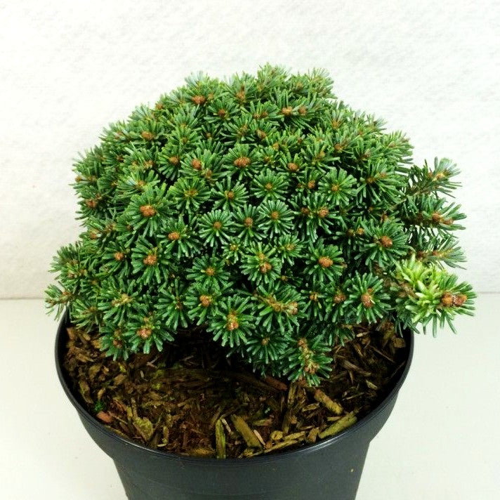Zwerg-Korea-Tanne 'Blauer Eskimo' (Abies koreana)