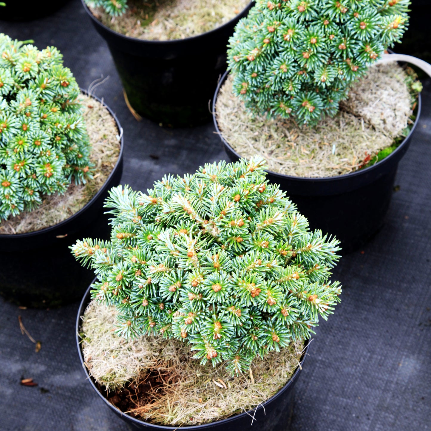 Zwerg-Korea-Tanne 'Blauer Eskimo' (Abies koreana)