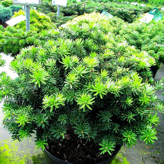 Zwerg-Korea-Tanne 'Brillant' (Abies koreana)