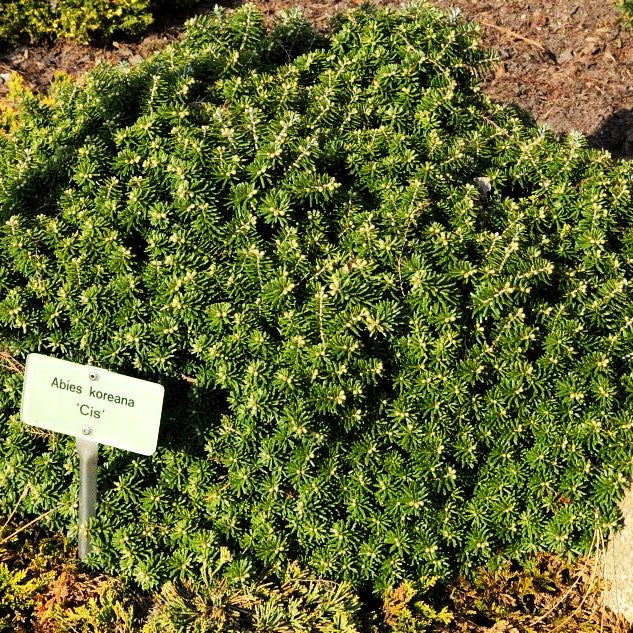Zwerg-Korea-Tanne 'Cis' (Abies koreana)