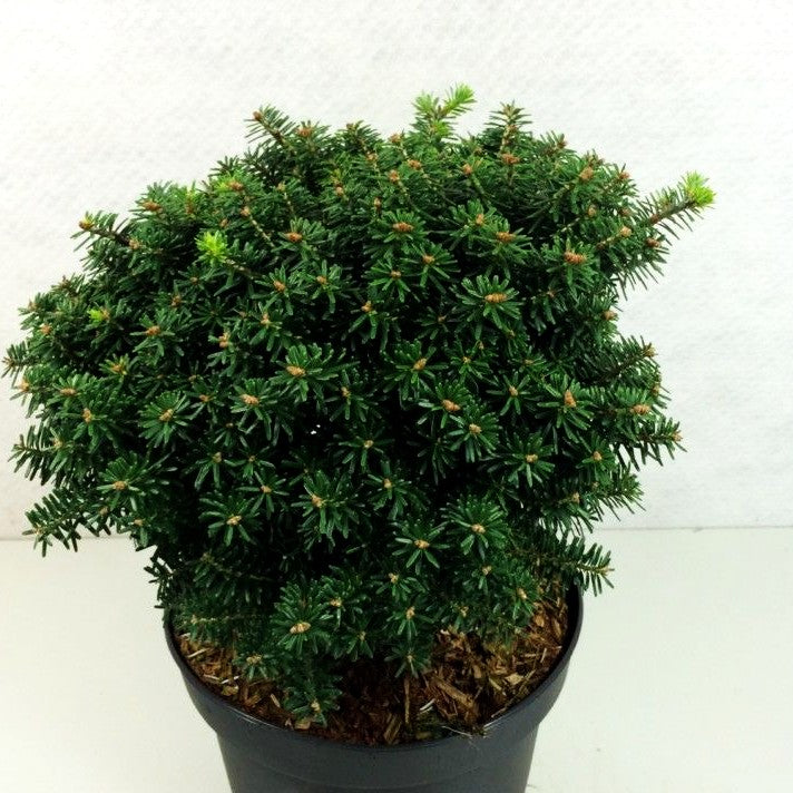 Zwerg-Korea-Tanne 'Cis' (Abies koreana)