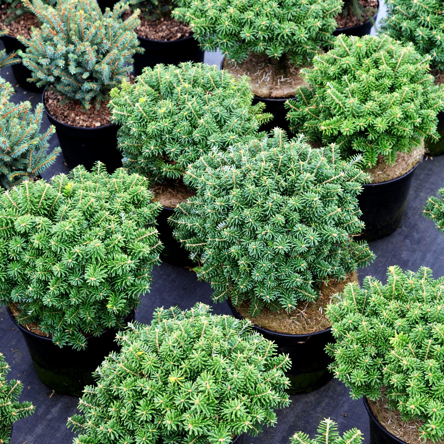 Zwerg-Korea-Tanne 'Cis' (Abies koreana)