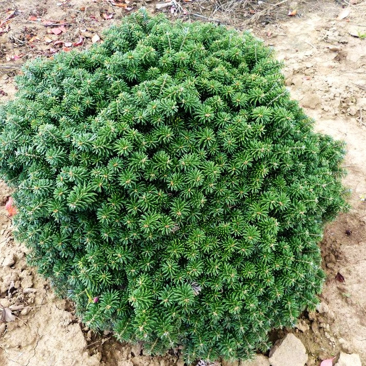 Zwerg-Korea-Tanne 'Cis' (Abies koreana)