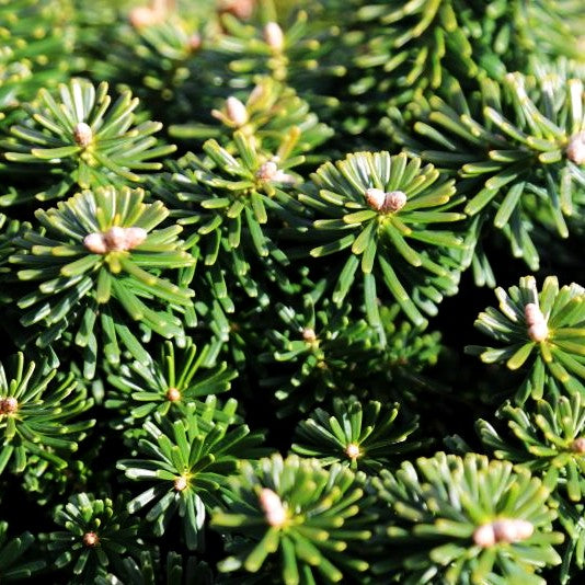 Zwerg-Korea-Tanne 'Dark Hill' (Abies koreana)
