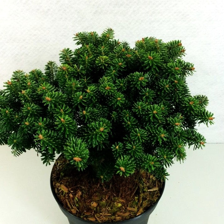 Zwerg-Korea-Tanne 'Dark Hill' (Abies koreana)