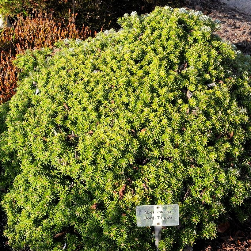 Zwerg-Korea-Tanne 'Doni Tajuso' (Abies koreana)