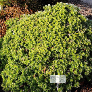 Zwerg-Korea-Tanne 'Doni Tajuso' (Abies koreana)