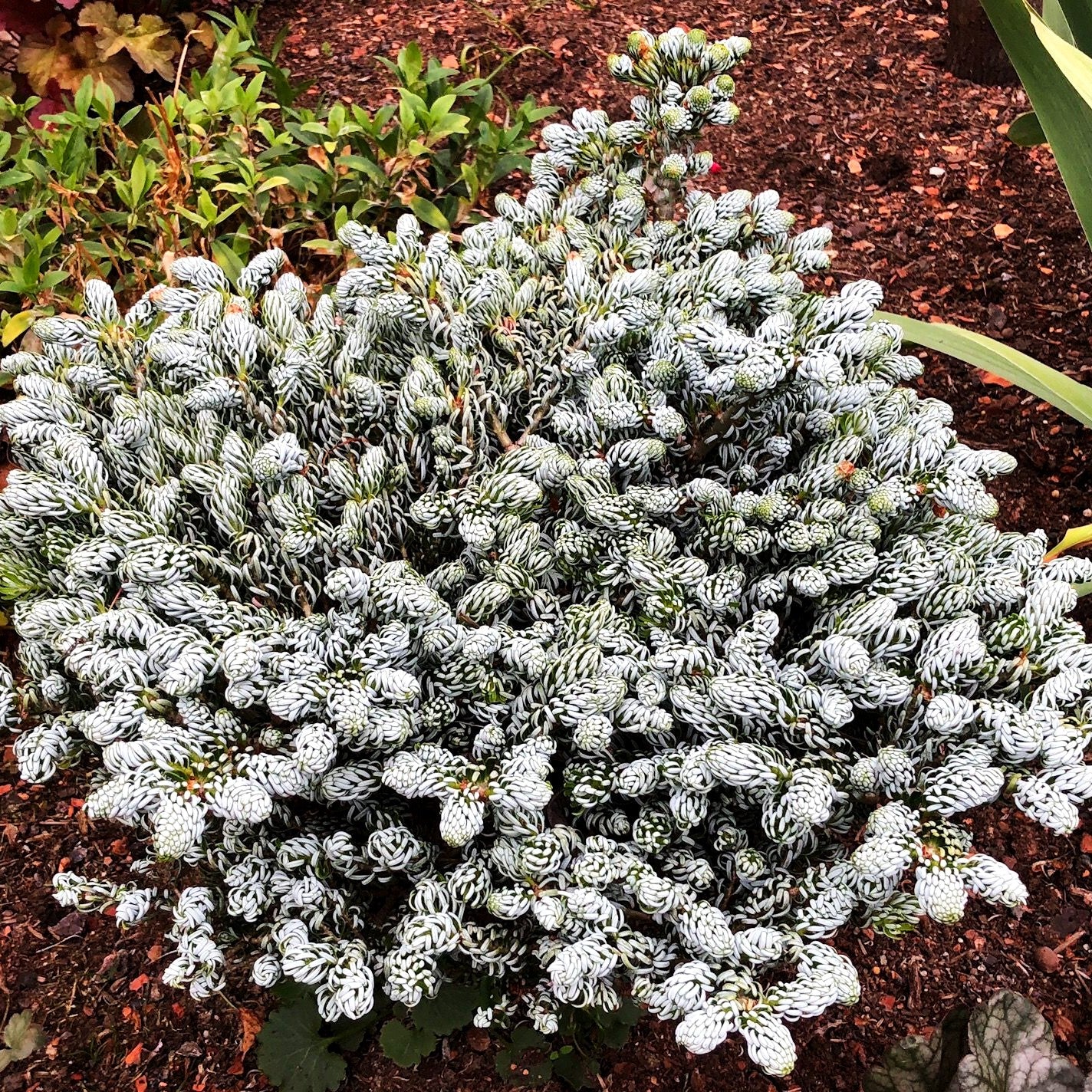 Zwerg-Korea-Tanne 'Kohout's Icebreaker' (Abies koreana)