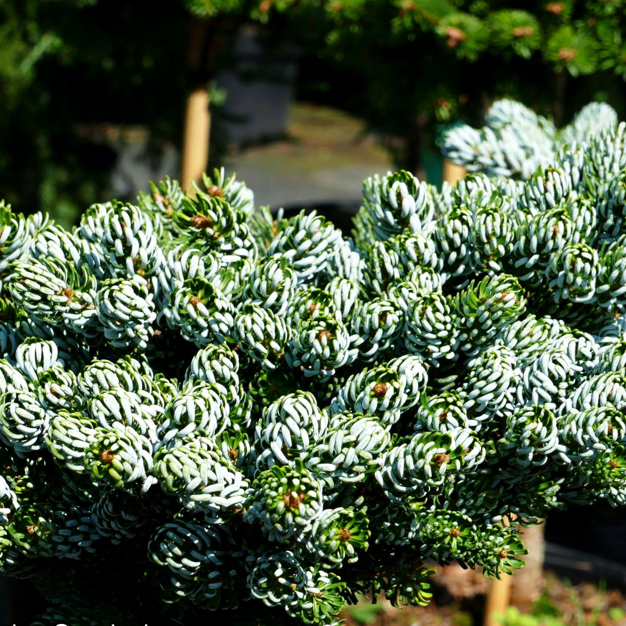 Zwerg-Korea-Tanne 'Kohout's Icebreaker' (Abies koreana)