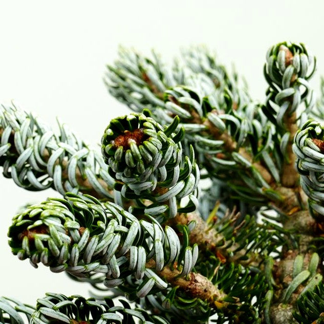 Zwerg-Korea-Tanne 'Kohout's Icebreaker' (Abies koreana)